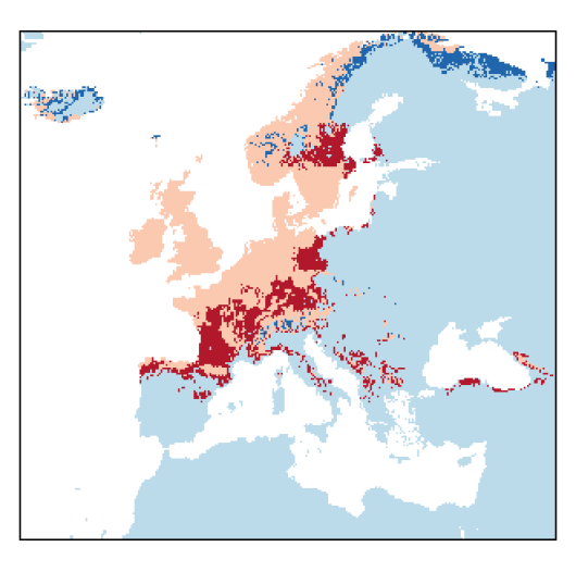 Agrostis canina L.